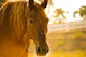 photo of brown horse during day time
