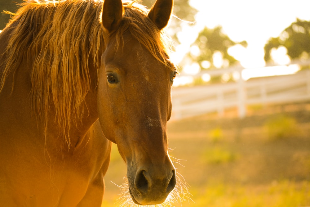 日中の茶色の馬の写真