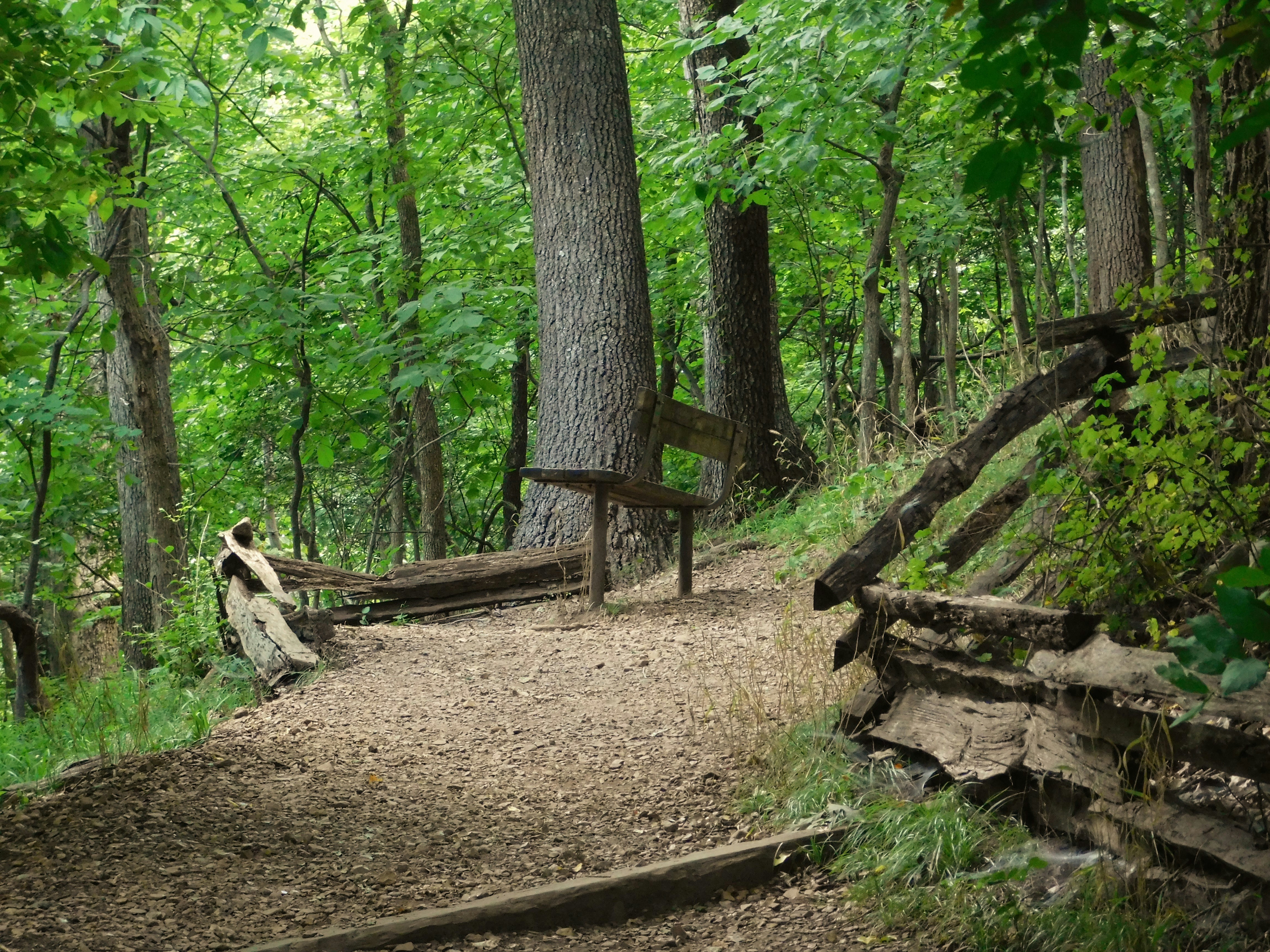 Flowers and Nature | 10 best free flower, outdoor, garden and