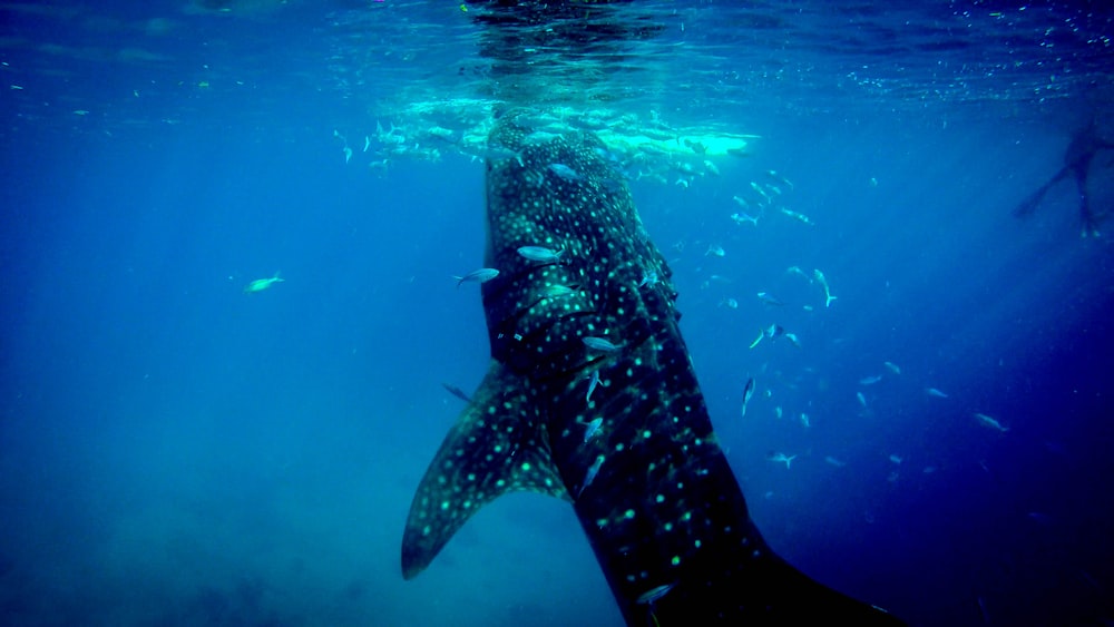 underwater photography of shark