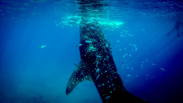 Humpback whale population is making a recovery thanks to conservation efforts