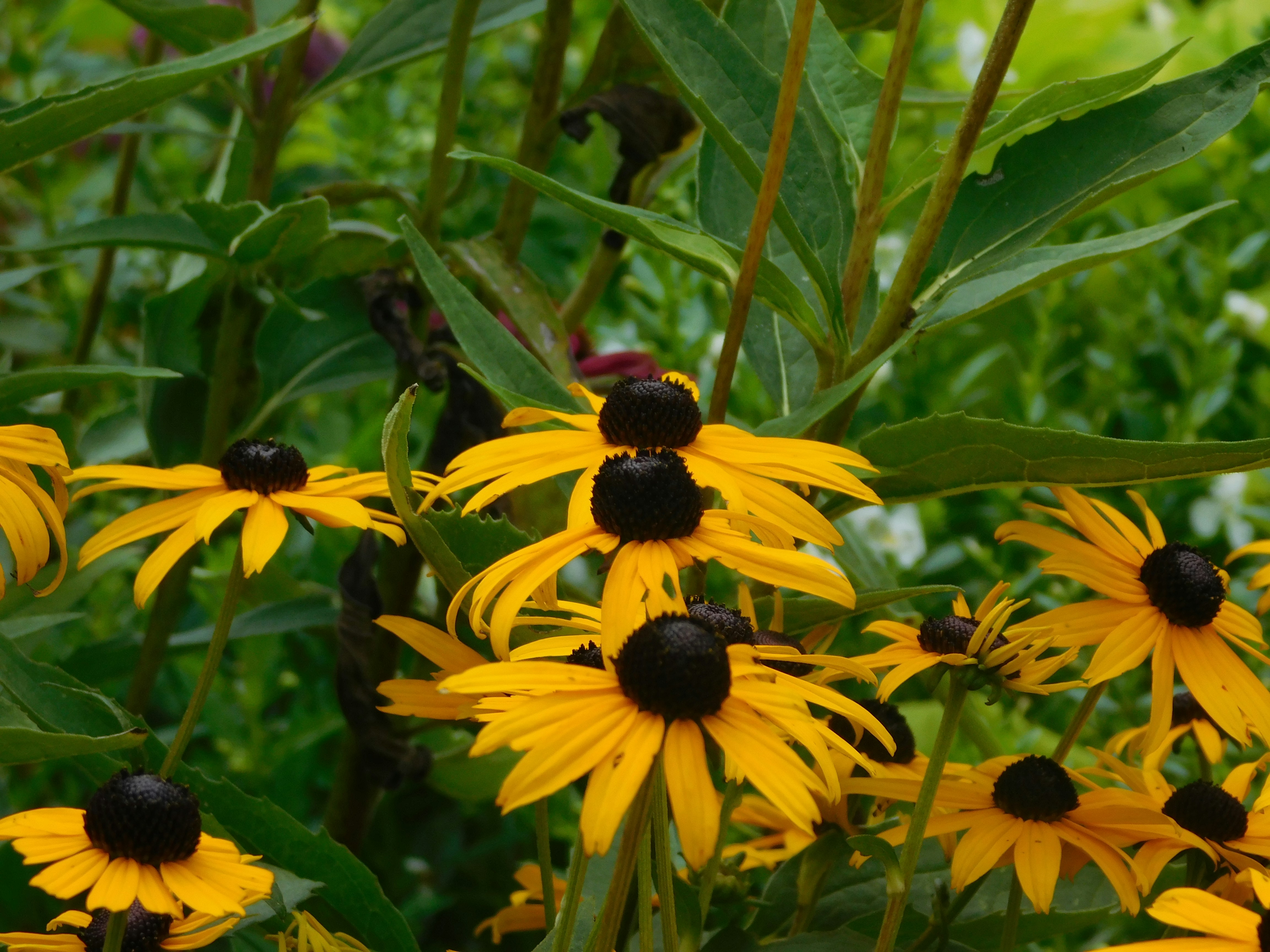 Flowers and Nature | 10 best free flower, outdoor, garden and