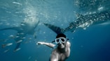 man swimming with whales