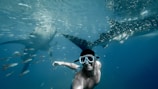 man swimming with whales