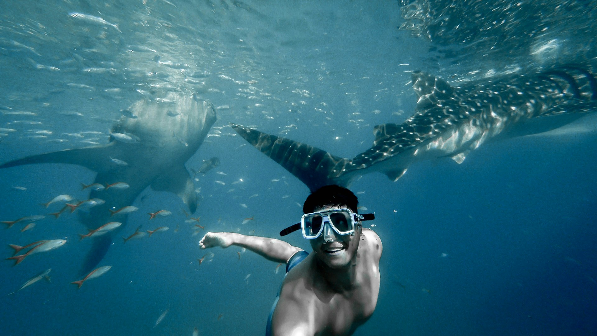 man swimming with whales