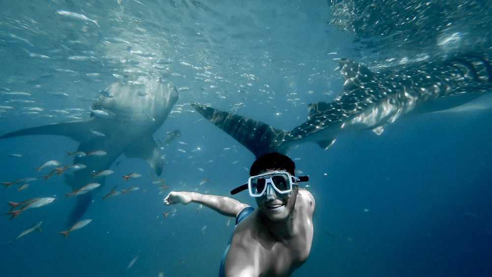 man swimming with whales