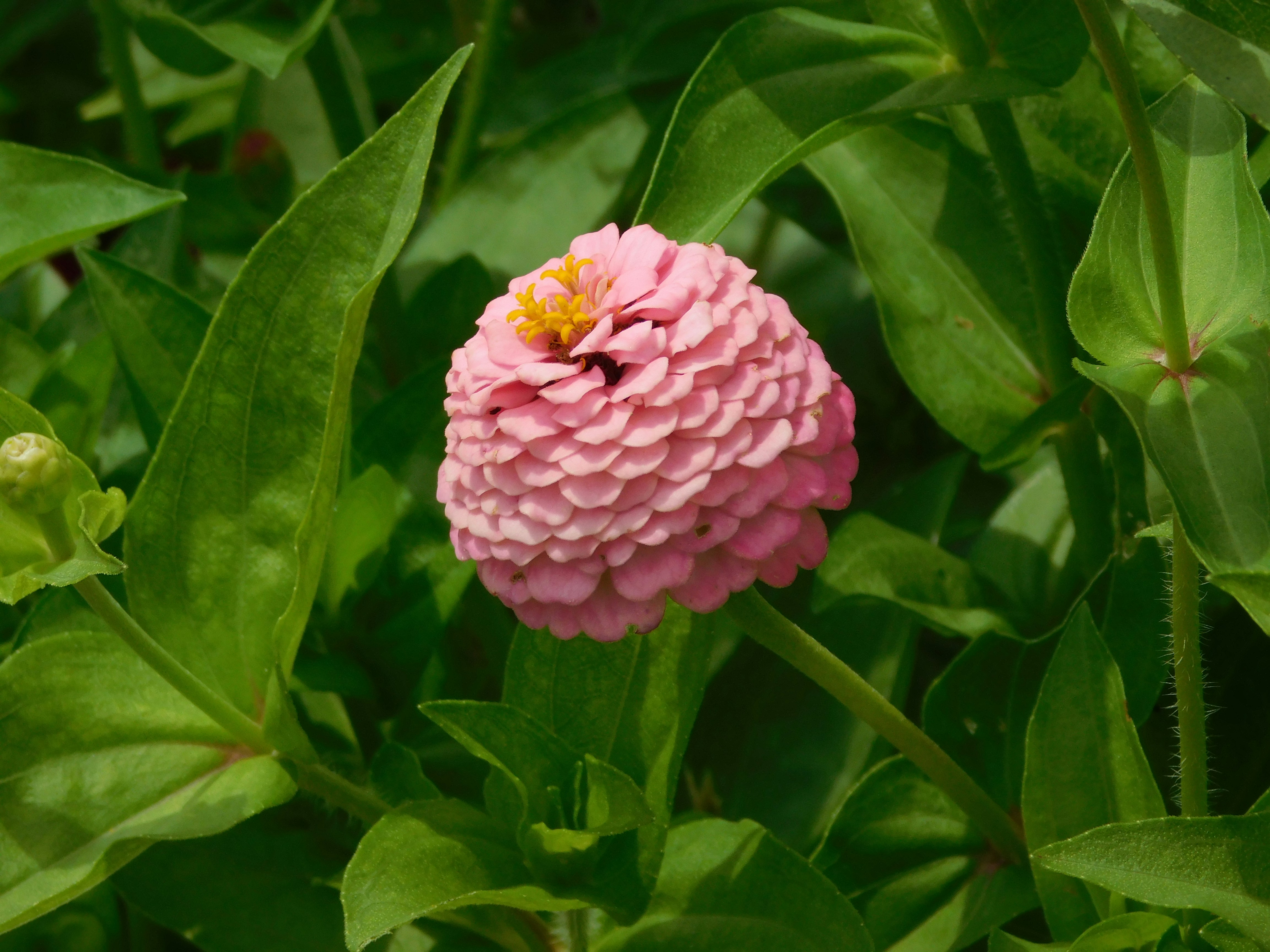 Flowers and Nature | 10 best free flower, outdoor, garden and