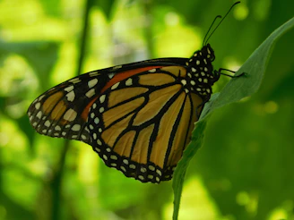 Close-up of a vibrant monarch butterfly print on a 4x4 canvas