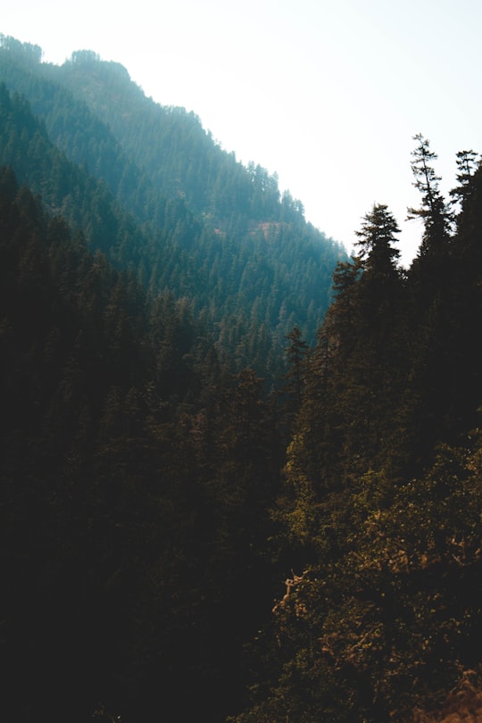 green pine trees during daytime in Eagle Creek United States