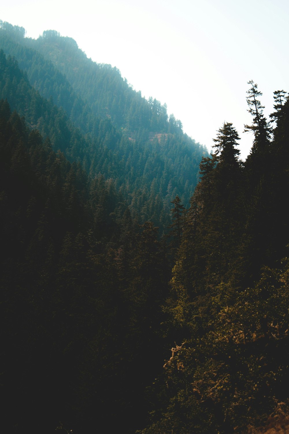 green pine trees during daytime