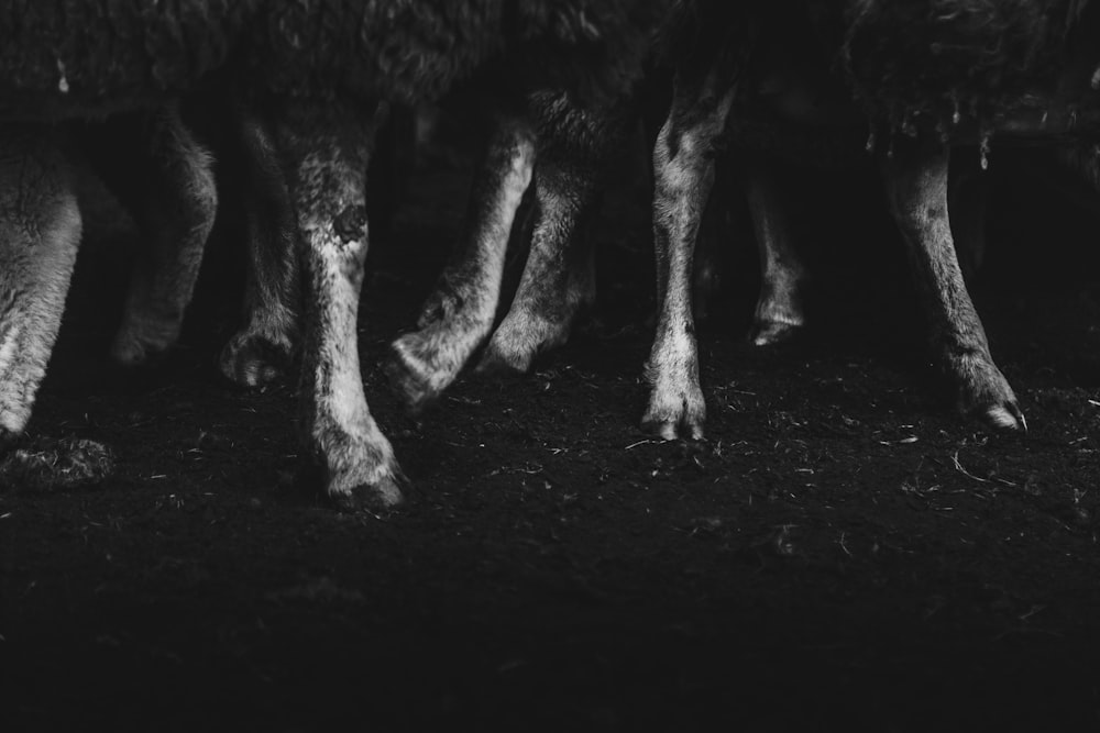 Photo en niveaux de gris de pieds d’animaux