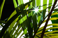 Sunlight filtering through lemon tree leaves creating playful shadows on the ground.