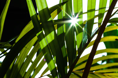 Sunlight filtering through green leaves onto a basket of mixed pulses.