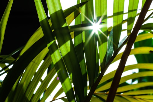 Soft light filtering through leaves, creating patterns of shadow and illumination.
