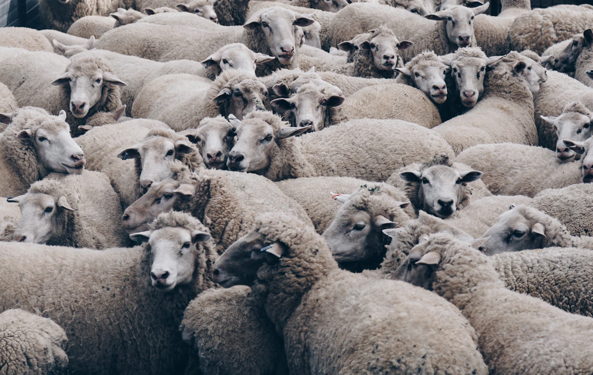 Brown Merino sheep in an Australian pastoral landscape