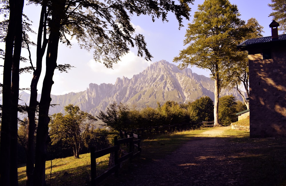 green trees near mountain during daytime