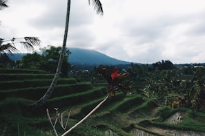 Tranquil rice terraces in Huahin with lush greenery stretching into the horizon