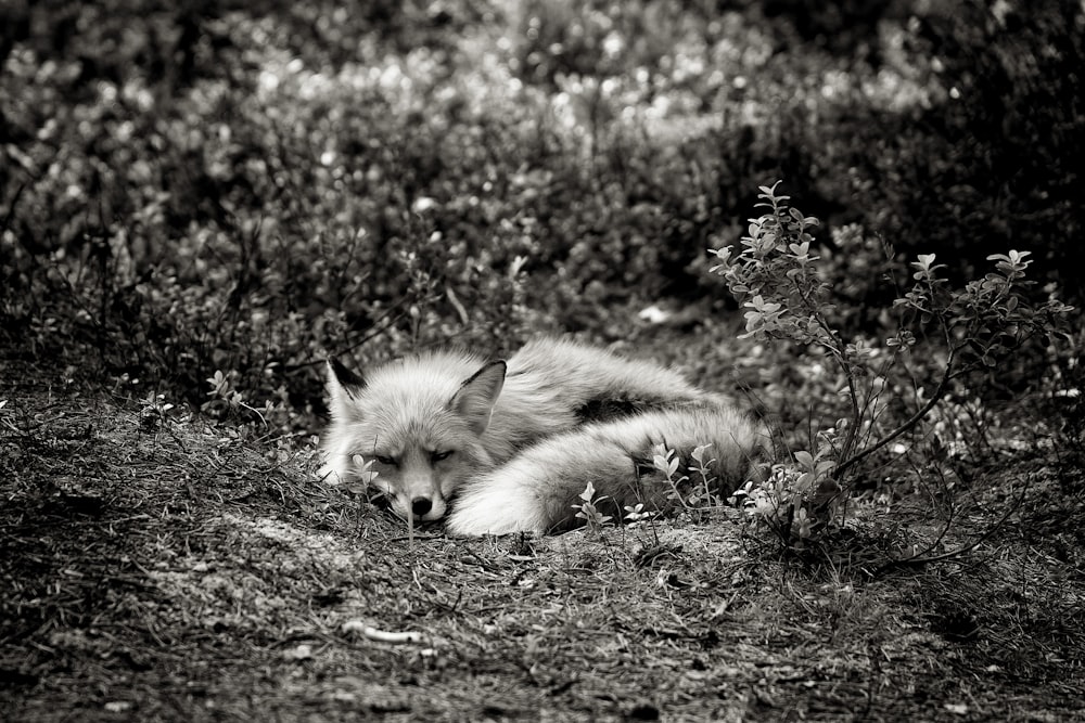 Graustufenfotografie eines auf Gras liegenden Fuchses