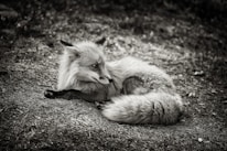 Artistic 3D animation still of a foxplayfully curled around a foxnut, emphasizing natural and premium quality.