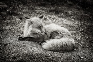 A sleek red fox curled up comfortably, symbolizing warmth and confidence, representing CMI Casale Moda Íntima's brand spirit.