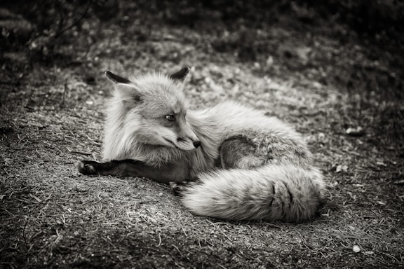 A sleek red fox curled up comfortably, symbolizing warmth and confidence, representing CMI Casale Moda Íntima's brand spirit.