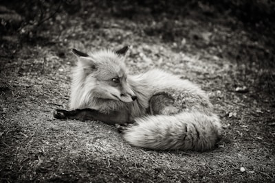 Artistic 3D animation still of a foxplayfully curled around a foxnut, emphasizing natural and premium quality.