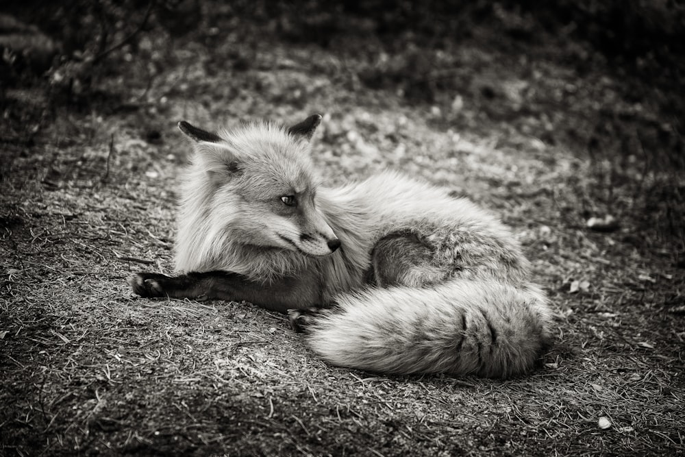 red fox laying on ground