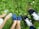 Various footwear such as silver sandals, blue shoes with bows, and black sneakers with white laces stand on a patch of verdant grass. Small white daisies are scattered among the green leaves.