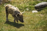 A small, young piglet with light brown fur and dark spots is standing on green grass, appearing to sniff the ground. The surroundings include patches of stones and grass, suggesting a rural or farm setting.