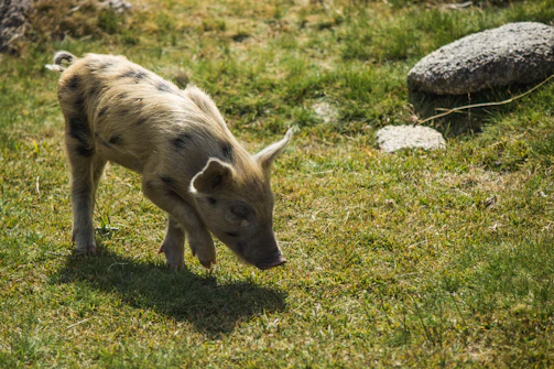 Veterinarian examining a happy piglet on a sunny farm.