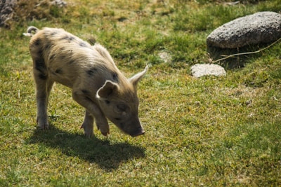 A small, young piglet with light brown fur and dark spots is standing on green grass, appearing to sniff the ground. The surroundings include patches of stones and grass, suggesting a rural or farm setting.