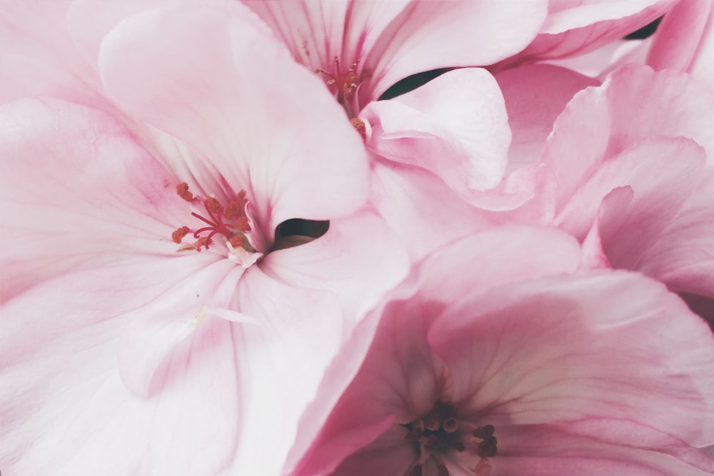 pink petaled flowers