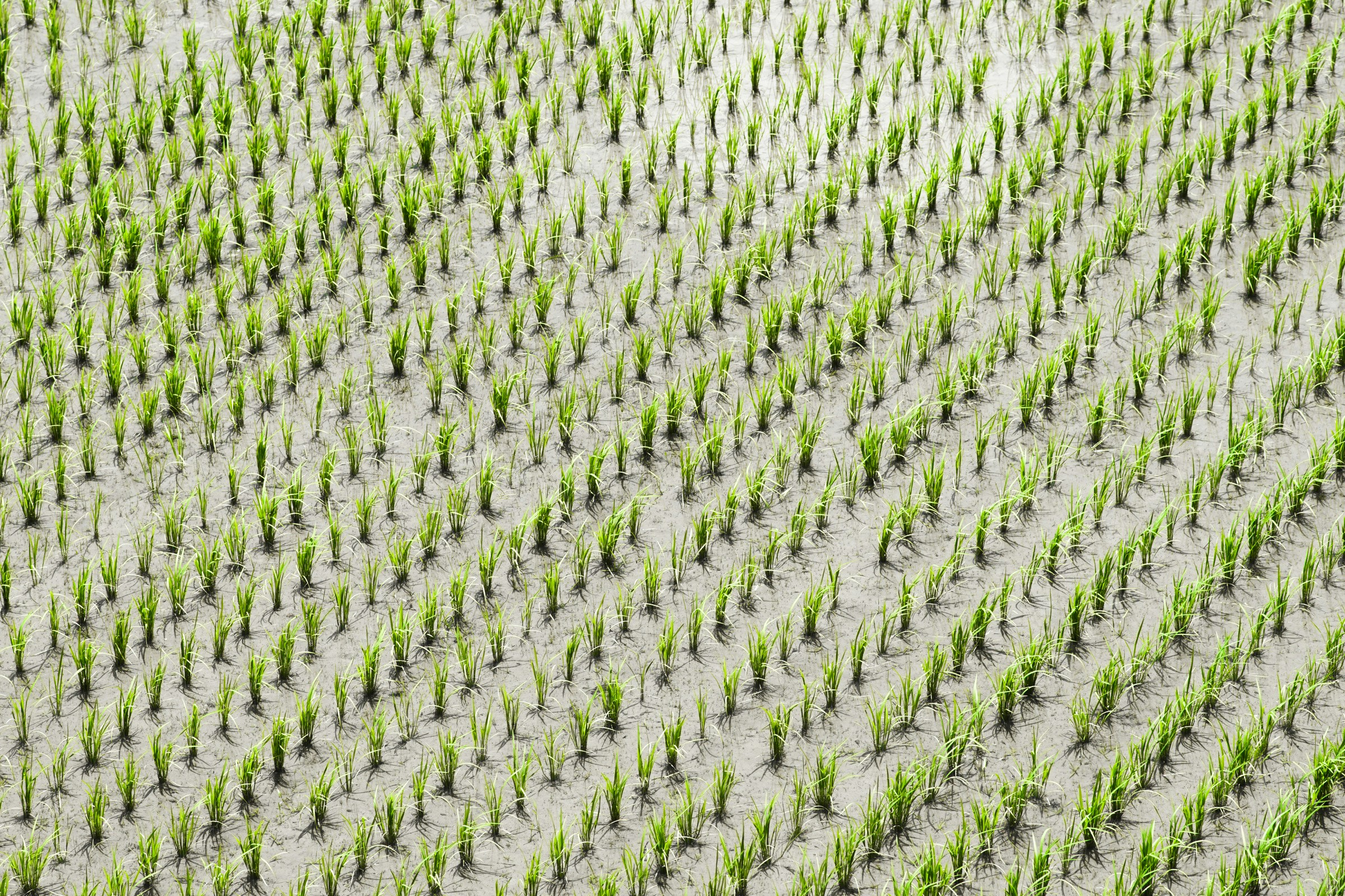 aerial view photography of rice crops during daytime