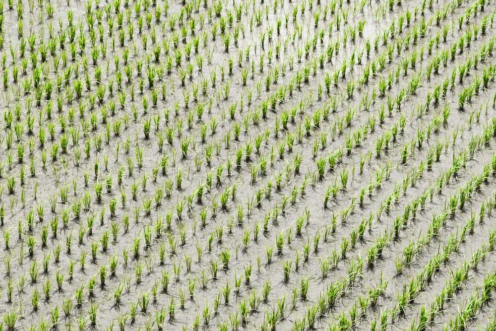 Fotografia aérea das lavouras de arroz durante o dia