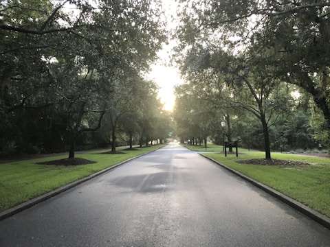 Close-up of a paved internal road lined with young trees and street lamps
