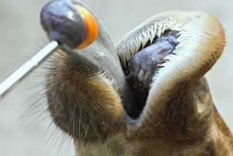 A veterinarian examining a horse.