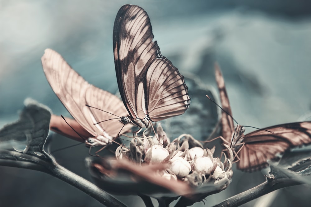 two brown-and-black butterflies on top of flower bud