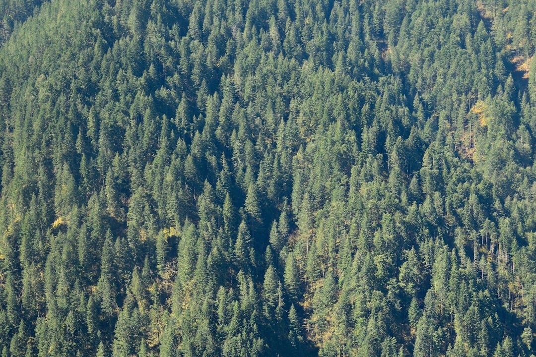 Tropical and subtropical coniferous forests photo spot Munra Point Portland