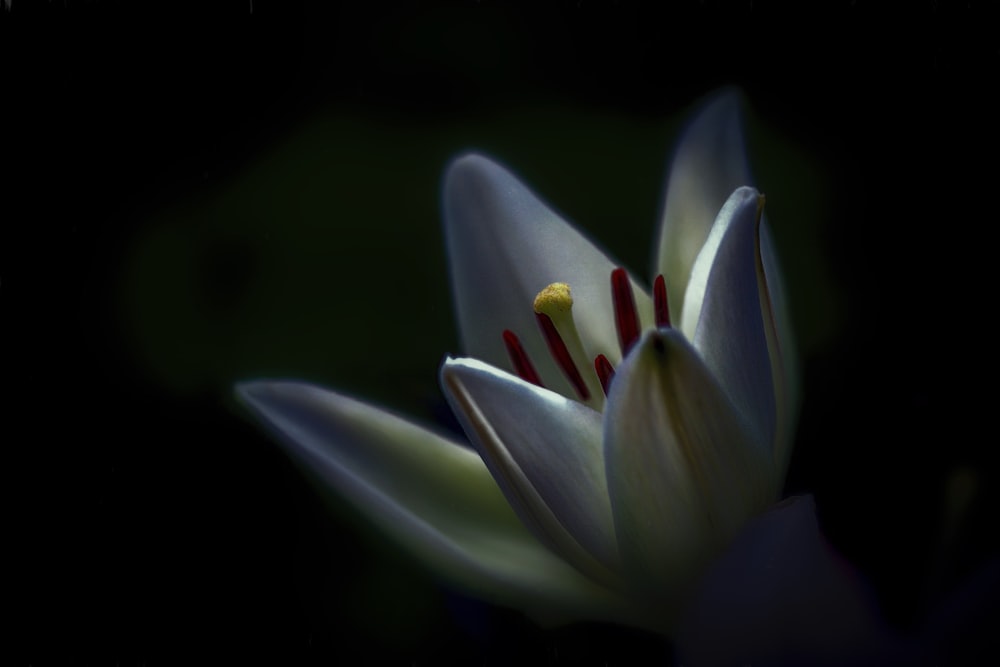 Fotografia de foco raso de flor branca