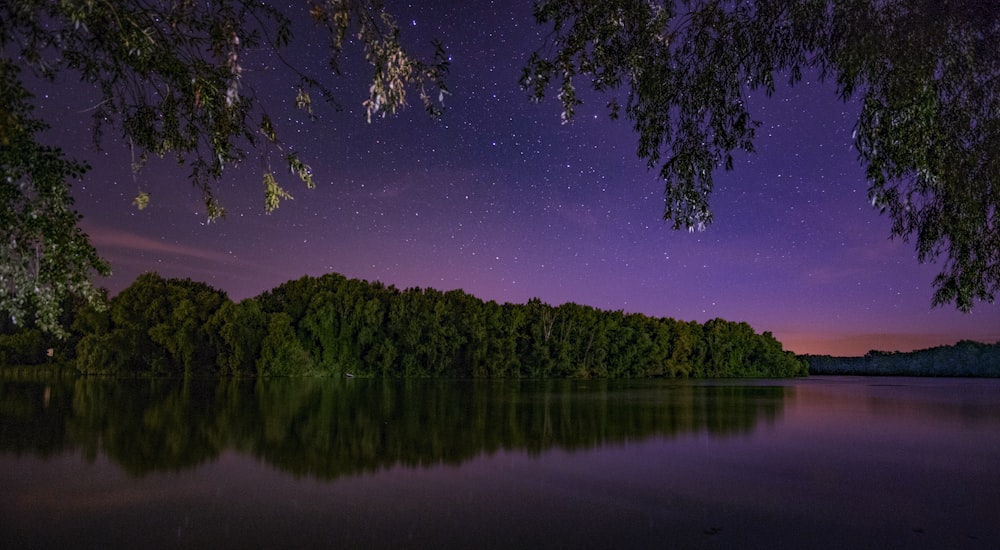 forest and body of water during night