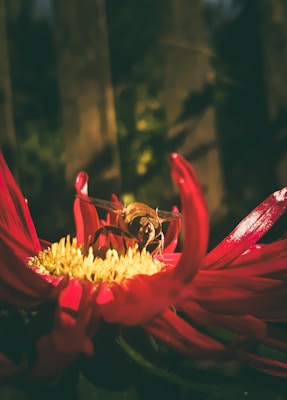 Detailed macro shot of a native melipona bee perched on a vibrant flower petal.