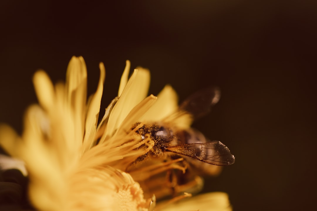 macro photography of brown insect