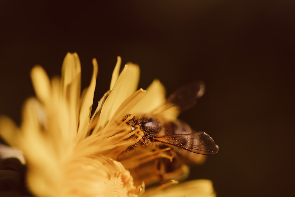 macro photography of brown insect