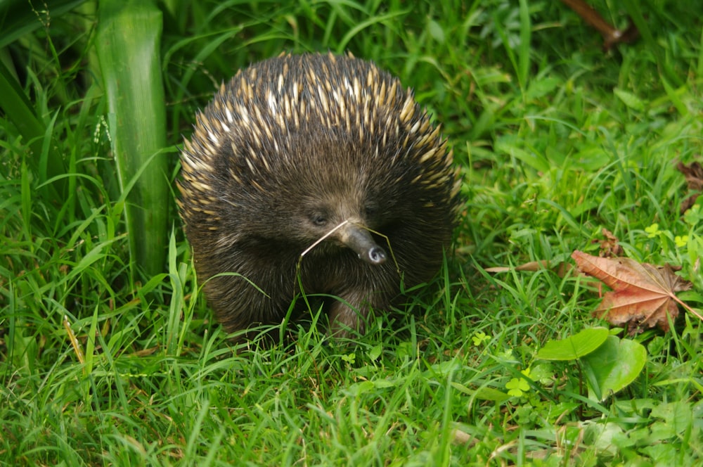 hedgehog walking on green grass