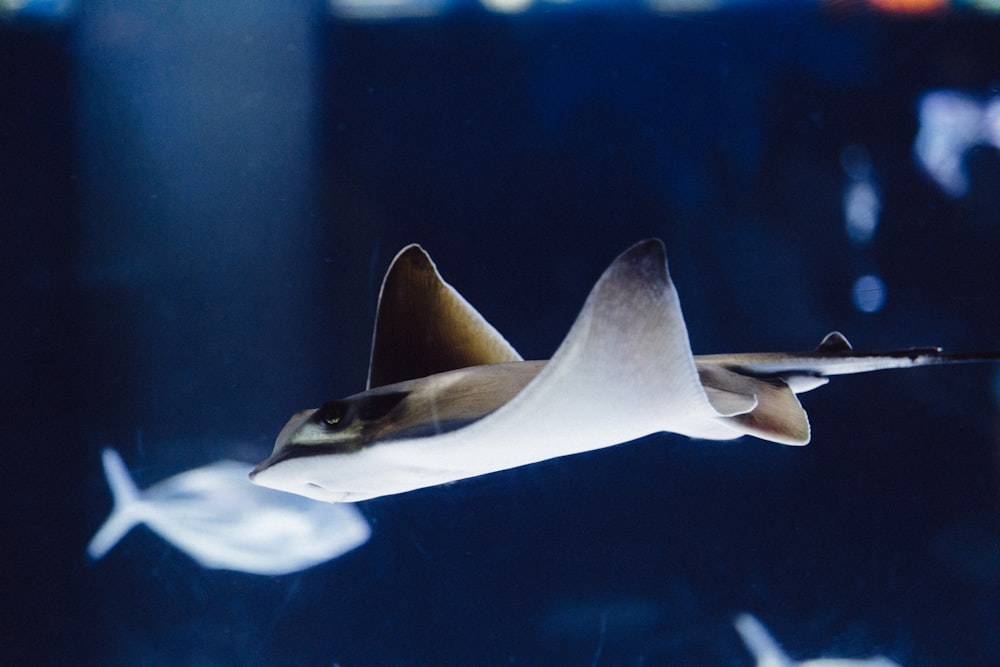 brown and gray fish under the sea