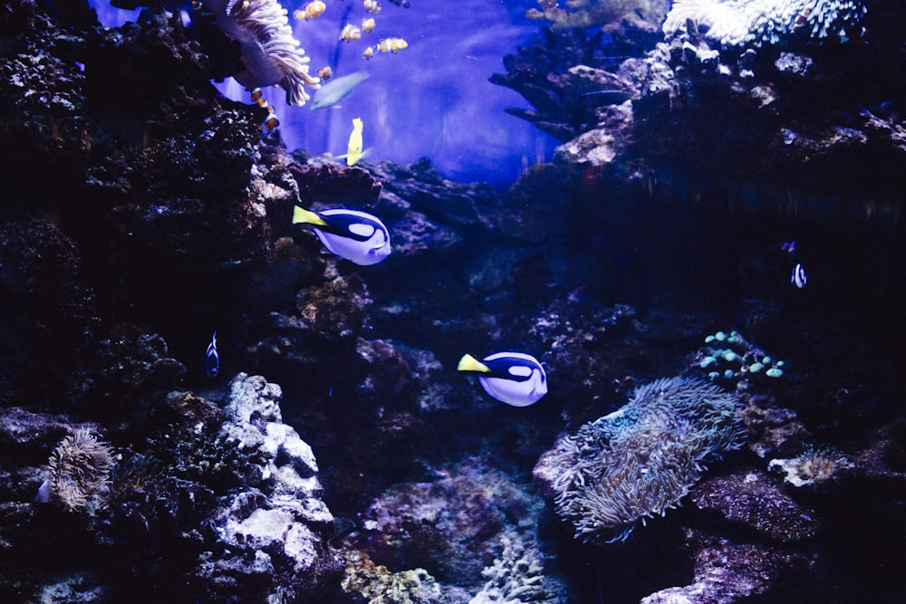 Deux poissons bleus et noirs sous la mer