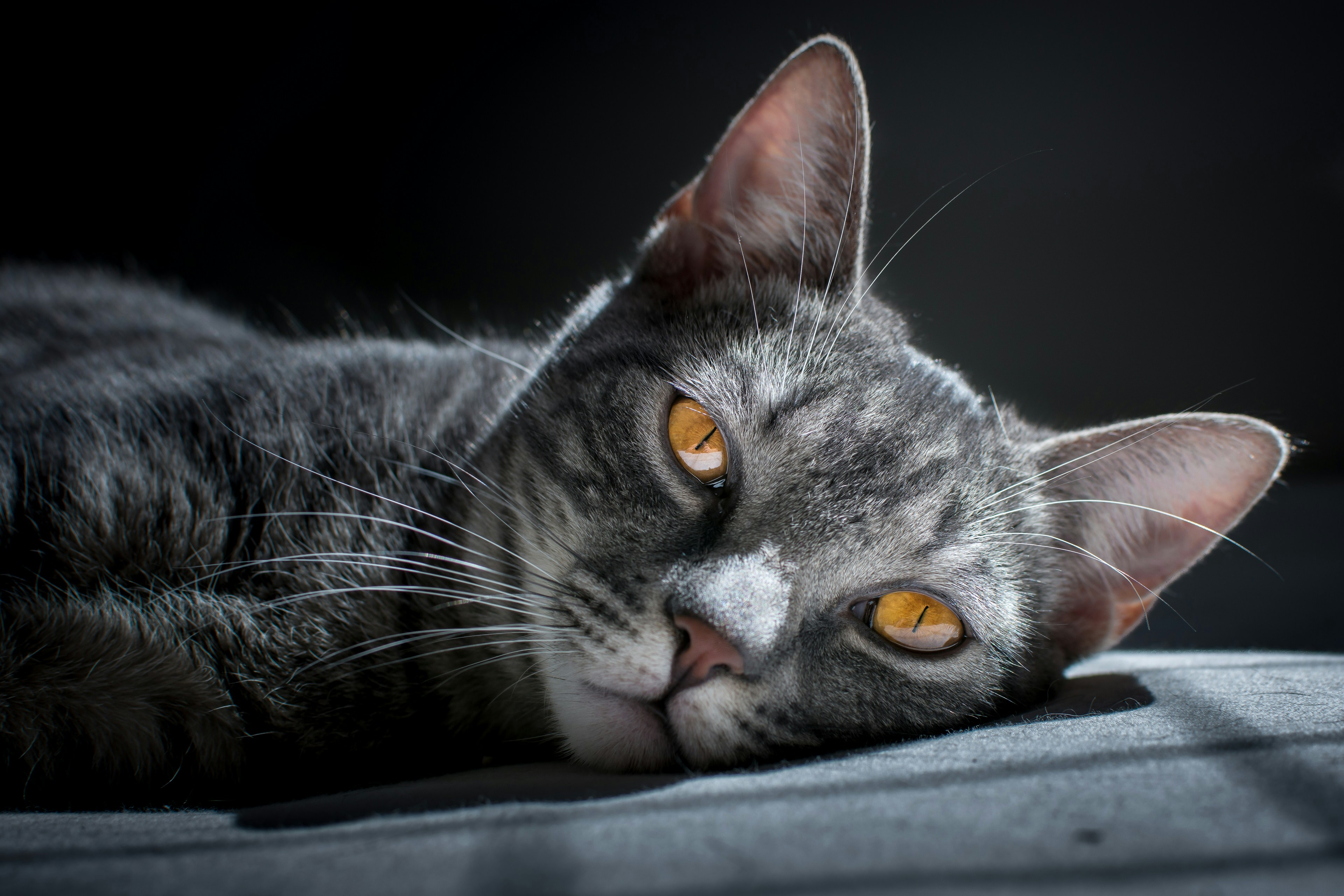 Brown tabby cat laying on grey surface