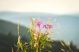 Close-up of tropical flowers blooming beside a clear mountain stream.