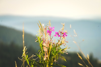 Close-up of tropical flowers blooming beside a clear mountain stream.