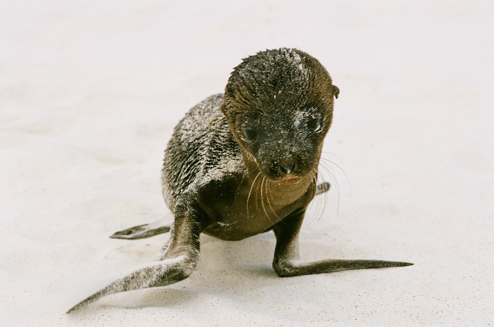 baby black seal on snow